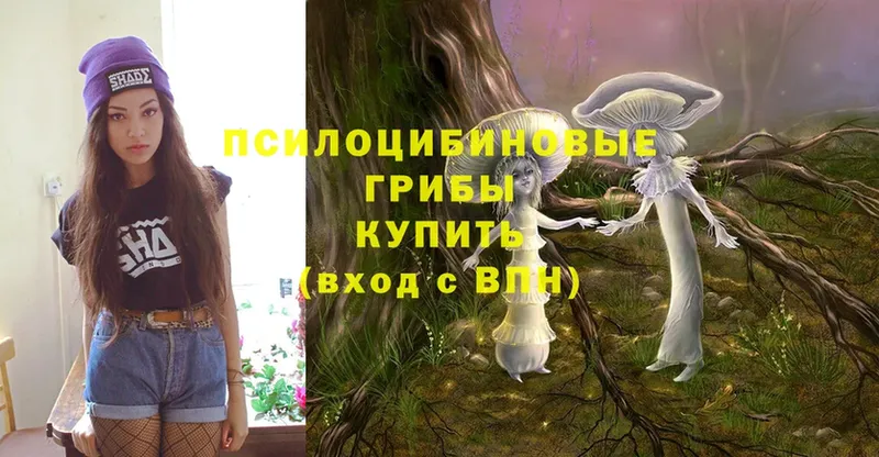 закладка  Буй  Галлюциногенные грибы Psilocybine cubensis 